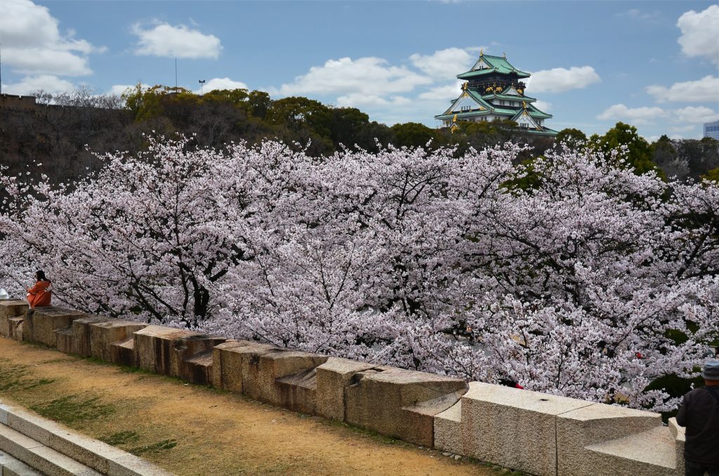 Japan Cherry Blossom 