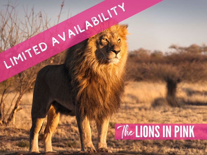 The Lions in Pink MSG Tours